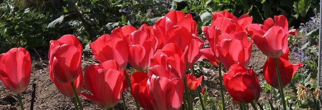 Tulipes à coeur
