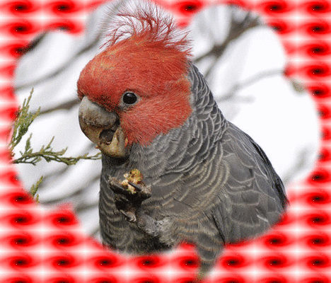 Dessin et peinture - vidéo 3065 : Comment peindre un perroquet coloré 2/3 (Cacatoès à tête rouge) ? - aquarelle et autres techniques.