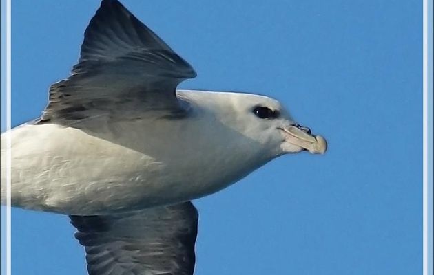 Le bec du Fulmar Boréal - Mer de Baffin - Nunavut - Canada
