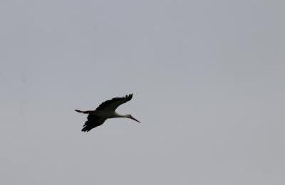 MARAIS DE BROUAGE - MAI 2020