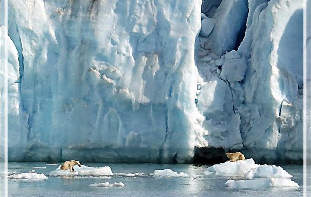 Retour vers l'ourse et son gros ourson - Croker Bay - Devon Island - Nunavut - Canada