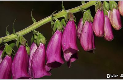 Digitale Pourpre (2) - Digitalis purpurea