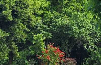 Quand le rouge sublime le vert