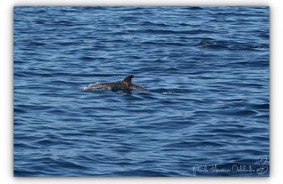 Dauphin bleu et blanc ou Dauphin bleu (Stenella coeruleoalba)