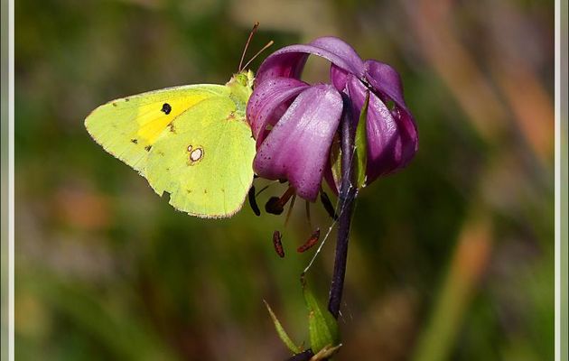 Papillon Souci (Colias croceus ou crocea) sur Lis martagon - Varrados - Val d'Aran - Catalogne - Espagne