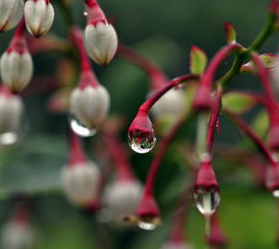 Plantes de jardin Foshan Taiwan