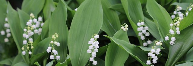 Un muguet pile à l'heure !