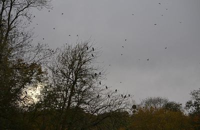 Les oiseaux en hiver : Poème de Lamartine