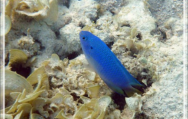 Demoiselle saphir ou Bouteur paon, Azure or Blue or Sapphire or Peacock damsel-fish  (Pomacentrus pavo) - Moorea - Polynésie française