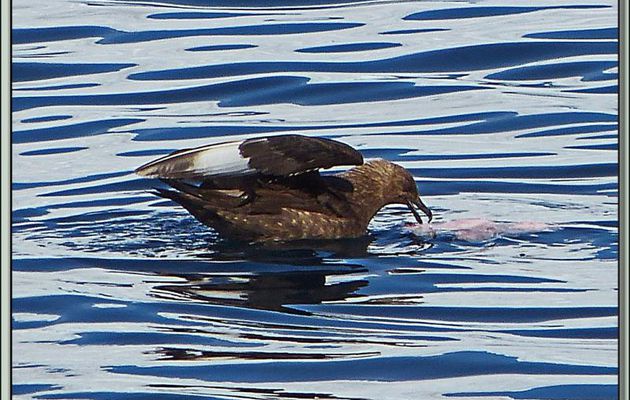 Paradise Bay: des labbes (skuas) se disputent les restes du repas des orques - Péninsule Antarctique