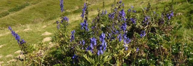 Aconitum napellus  - aconit napel
