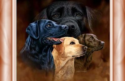 Entrainement avec la Team black and white (suite)