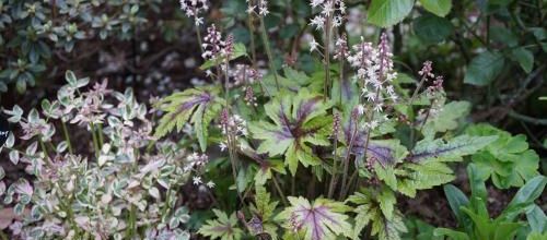 Tiarella
