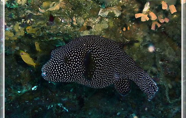 Tétrodon moucheté, Poisson ballon pintade, Poisson ballon moucheté, Guineafowl puffer, White spotted puffer (Arothron meleagris) - Moofushi - Atoll d'Ari - Maldives