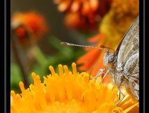 Brun des pélargoniums (Cacyreus marshalli) - Lycaenidae