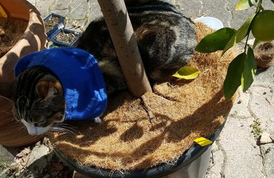 EB - Squirel aussi, aime se prélasser au pied de mon citronnier...