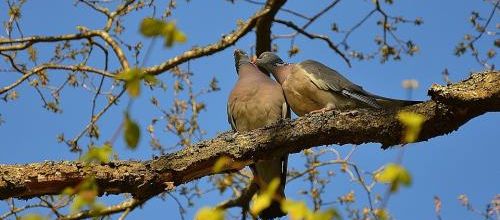 Deux pigeons...