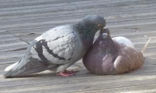 Les pigeons ont froid, soif et faim.