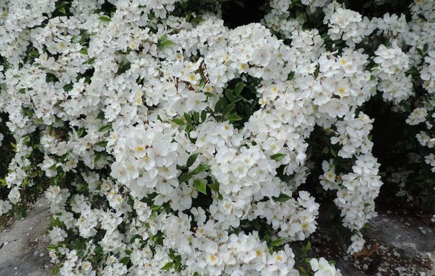 un bel arbuste en fleurs