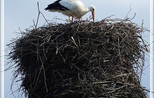 6 mai 2017 : les deux nids de cigognes de Miramont-de-Comminges - 31