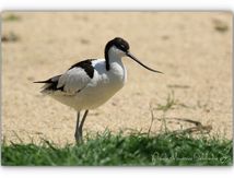 Les pattes bleues en balade en Camargue...