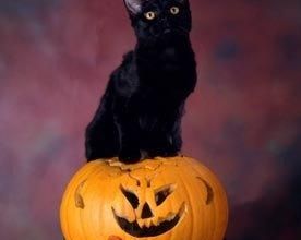 Les Chats Noirs