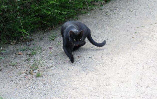 un minou noir au Roc St André