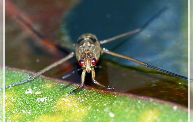 Juvénile de punaise d'eau Gerris (araignée d'eau) et son exuvie - Lartigau - Milhas - 31
