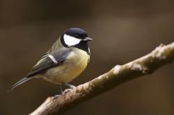Mésange célibataire cherche compagnon 