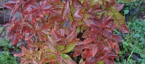 Weigela Wings of Fire
