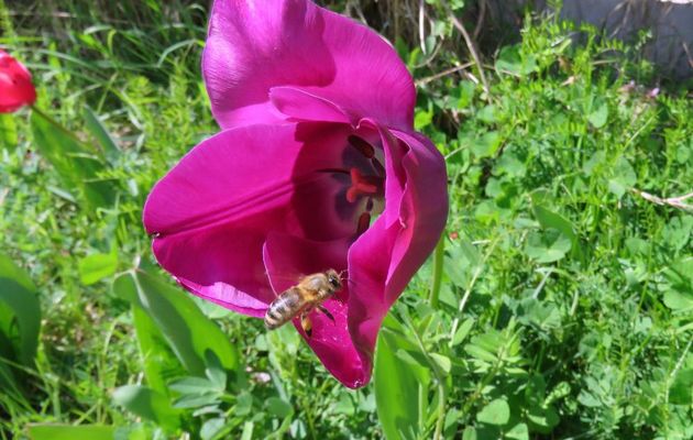 une abeille sur une tulipe ...
