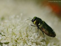 Anthaxia fulguran ♀ - Buprestes 