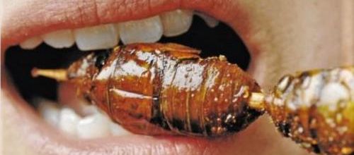 Des insectes dans votre assiette : vraie solution ou fausse bonne idée ?