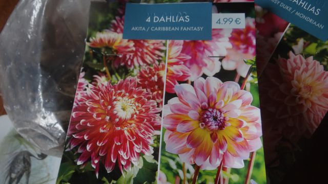 Nouveaux Dahlias "Akita" et Caribbean Fantasy"