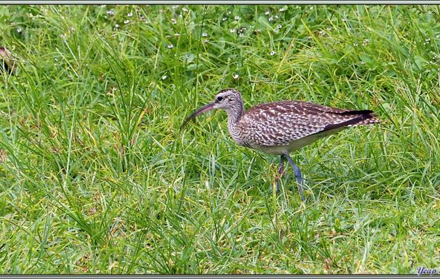 Courlis corlieu (Numenius arquata) - Bird Island - Seychelles
