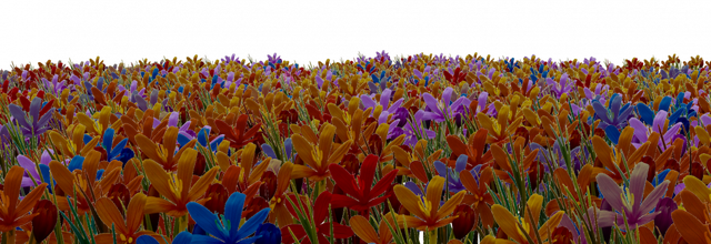 champ de fleurs