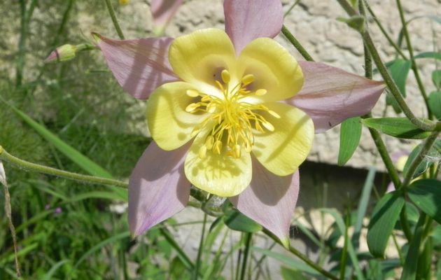 quelques fleurs pour toi ...