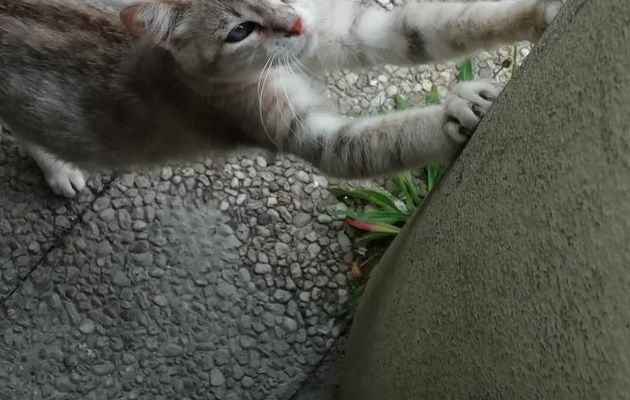 Agir et penser comme un chat (18)