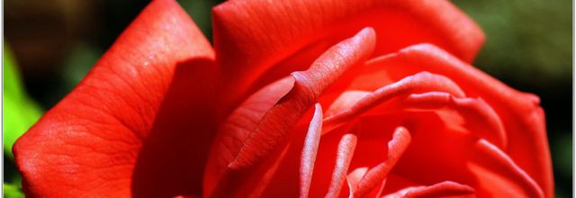 Rose (1) - Rosa