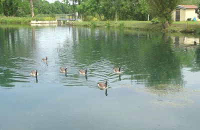 Les oies bernaches de Sainte Colombe sur Seine..