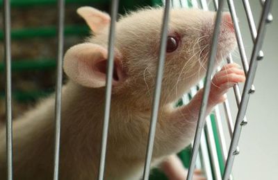Expérimentation animale : des tests toxicologiques sur des cellules sont un succès !