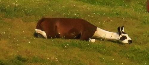 Le sommeil des animaux