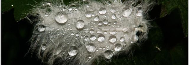 Plume (1)