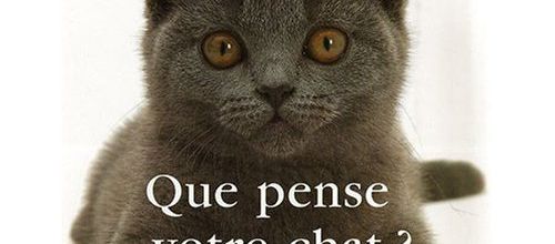 Que pense votre chat ? 