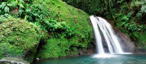 Forêts tropicals