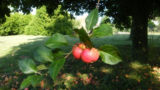 Les Pommes de Moisson
