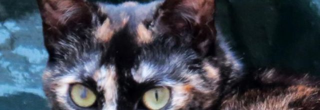 Dimanche c'est chat