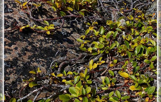 L'envie de vivre du saule nain arctique - Dundas Harbour - Baffin Bay - Nunavut - Canada