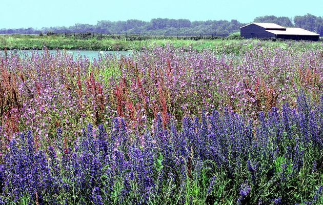 Vipérines et mauves - Les Portes-en-Ré - Ile de Ré - 17