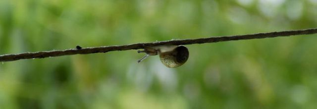 Lilliput Garden Aventure